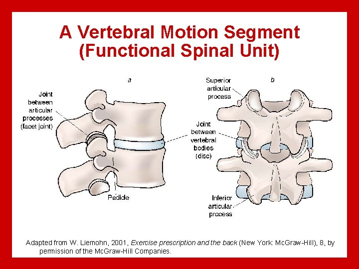 A Vertebral Motion Segment (Functional Spinal Unit) Adapted from W. Liemohn, 2001, Exercise prescription