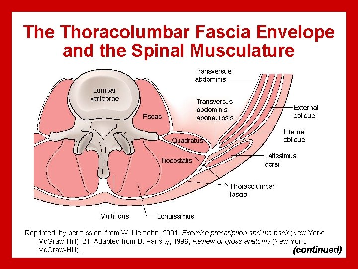 The Thoracolumbar Fascia Envelope and the Spinal Musculature Reprinted, by permission, from W. Liemohn,