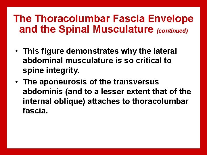 The Thoracolumbar Fascia Envelope and the Spinal Musculature (continued) • This figure demonstrates why