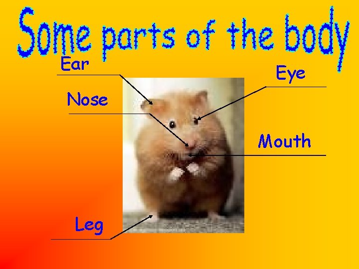 Ear Eye Nose Mouth Leg 