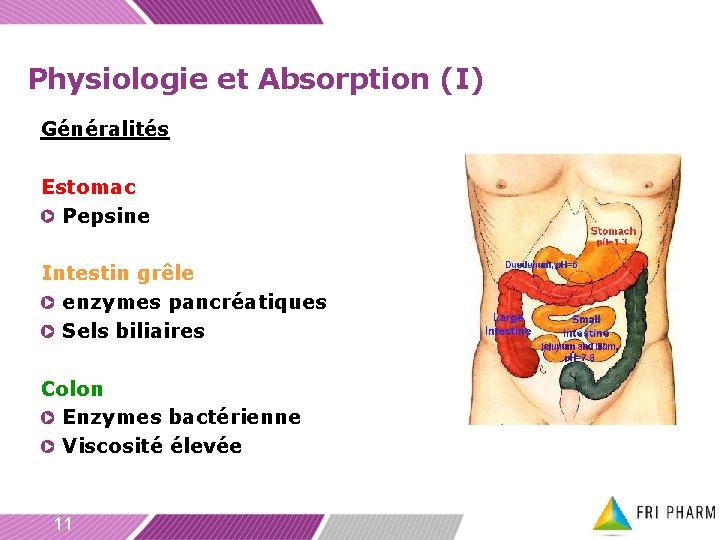 Physiologie et Absorption (I) Généralités Estomac Pepsine Intestin grêle enzymes pancréatiques Sels biliaires Colon