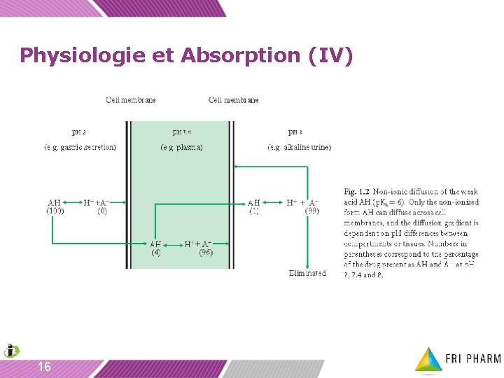Physiologie et Absorption (IV) 16 