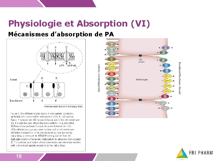Physiologie et Absorption (VI) Mécanismes d’absorption de PA 18 