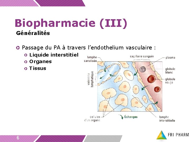 Biopharmacie (III) Généralités Passage du PA à travers l’endothelium vasculaire : Liquide interstitiel Organes