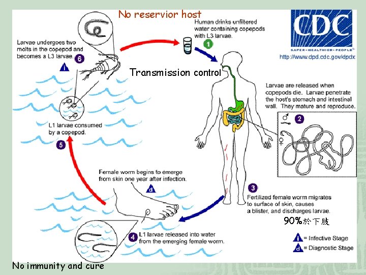 No reservior host Transmission control 90%於下肢 No immunity and cure 