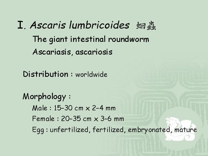 I. Ascaris lumbricoides 蛔蟲 The giant intestinal roundworm Ascariasis, ascariosis Distribution : worldwide Morphology