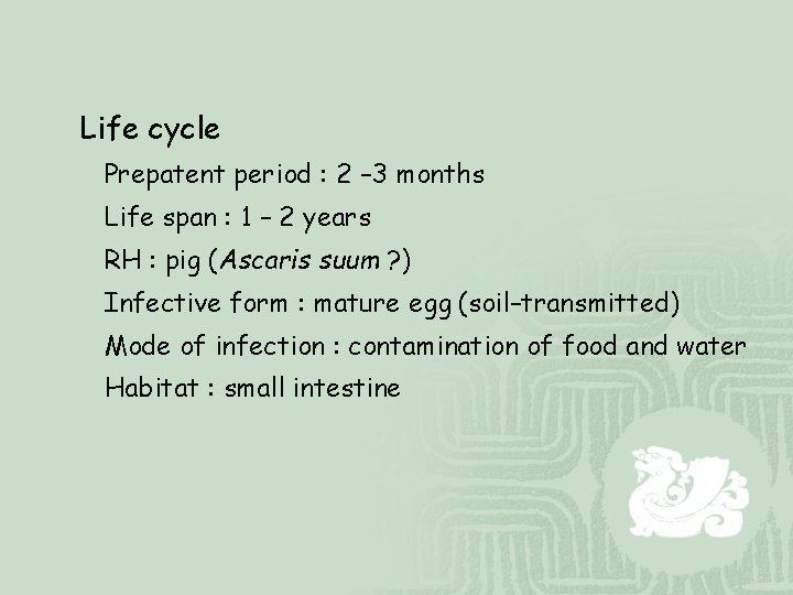 Life cycle Prepatent period : 2 – 3 months Life span : 1 –