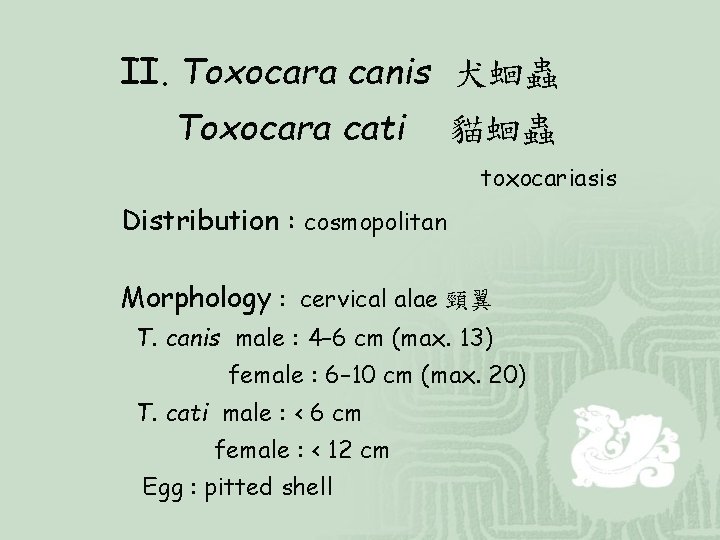 II. Toxocara canis 犬蛔蟲 Toxocara cati 貓蛔蟲 toxocariasis Distribution : cosmopolitan Morphology : cervical