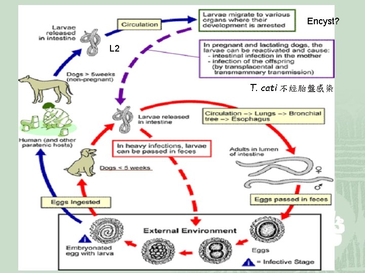 Encyst? L 2 T. cati 不經胎盤感染 