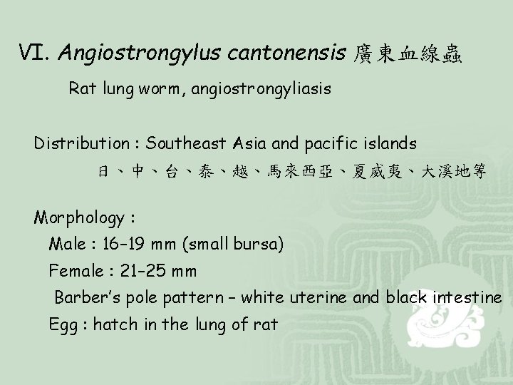 VI. Angiostrongylus cantonensis 廣東血線蟲 Rat lung worm, angiostrongyliasis Distribution : Southeast Asia and pacific