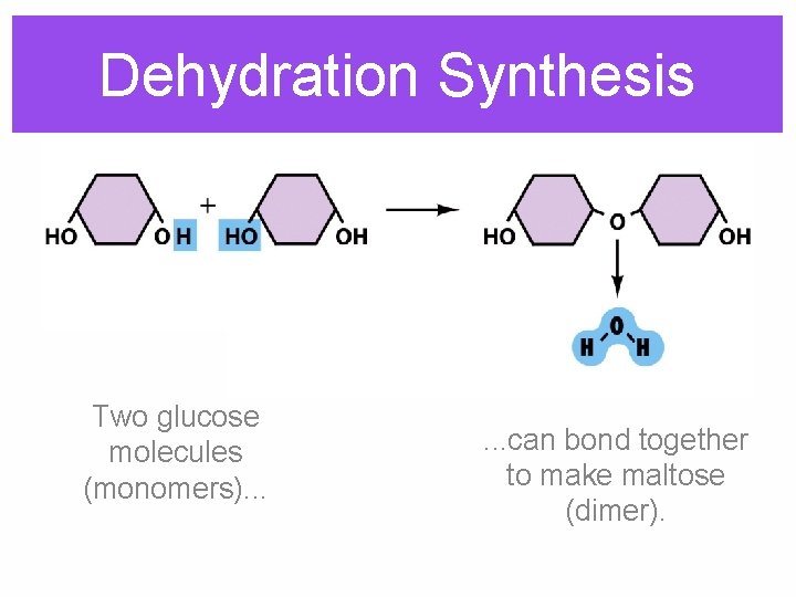 Dehydration Synthesis Two glucose molecules (monomers). . . can bond together to make maltose