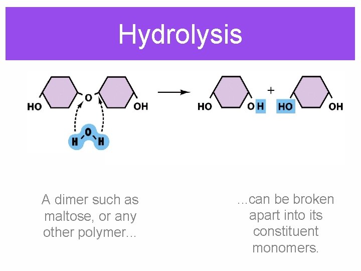 Hydrolysis A dimer such as maltose, or any other polymer. . . can be