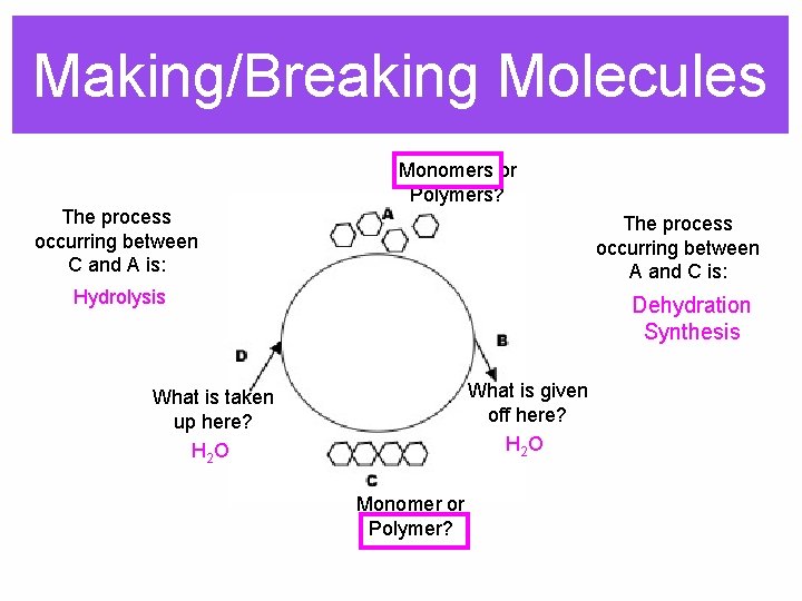 Making/Breaking Molecules Monomers or Polymers? The process occurring between C and A is: The