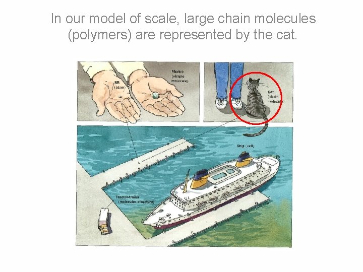 In our model of scale, large chain molecules (polymers) are represented by the cat.