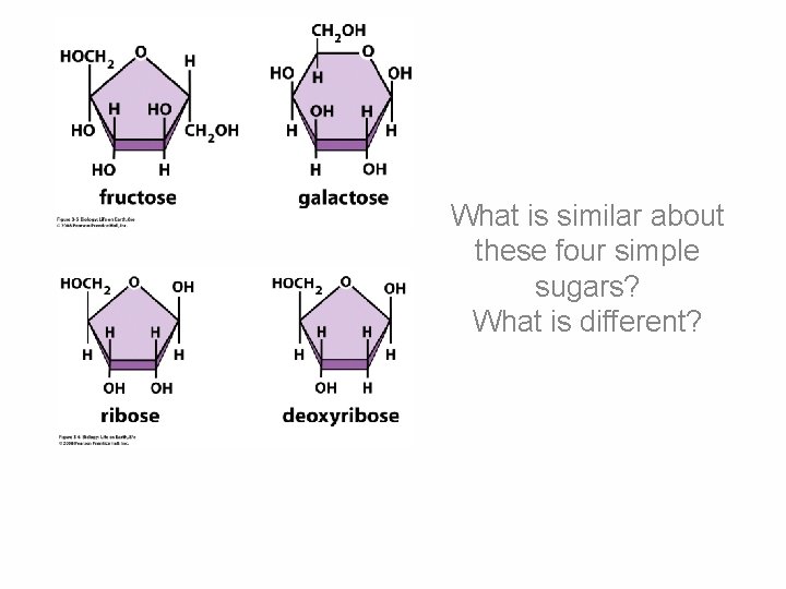 What is similar about these four simple sugars? What is different? 