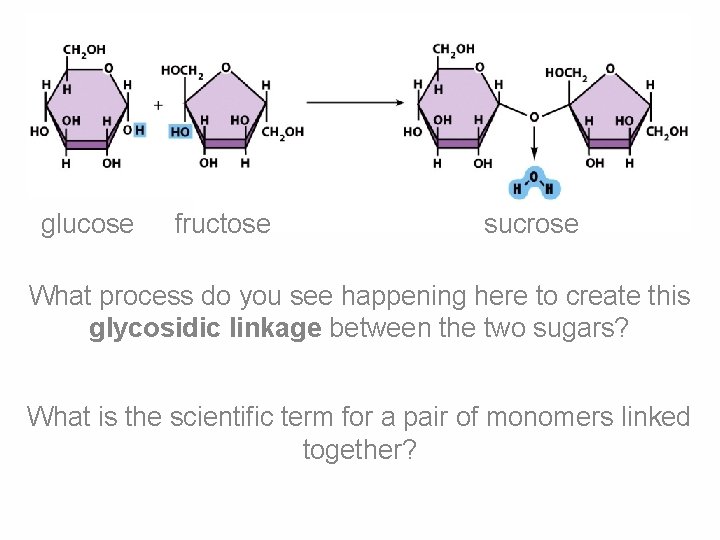 glucose fructose sucrose What process do you see happening here to create this glycosidic