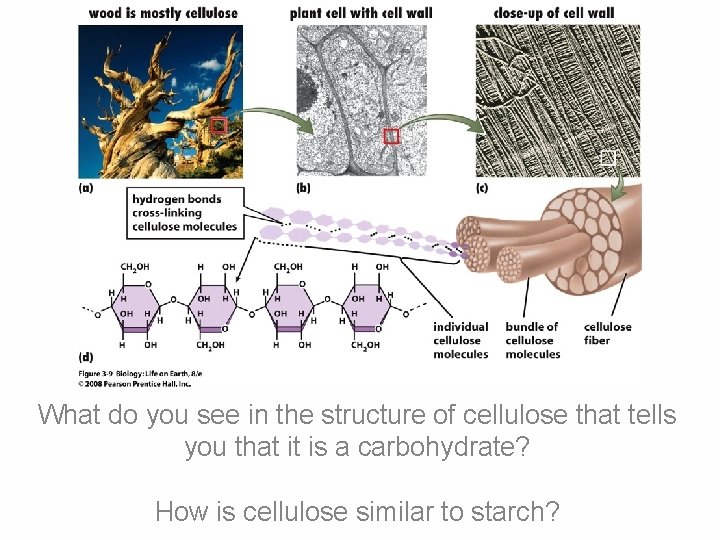 What do you see in the structure of cellulose that tells you that it