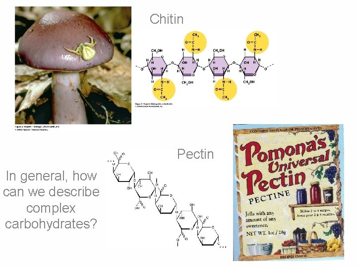 Chitin Pectin In general, how can we describe complex carbohydrates? 