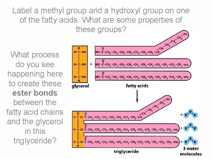 Label a methyl group and a hydroxyl group on one of the fatty acids.