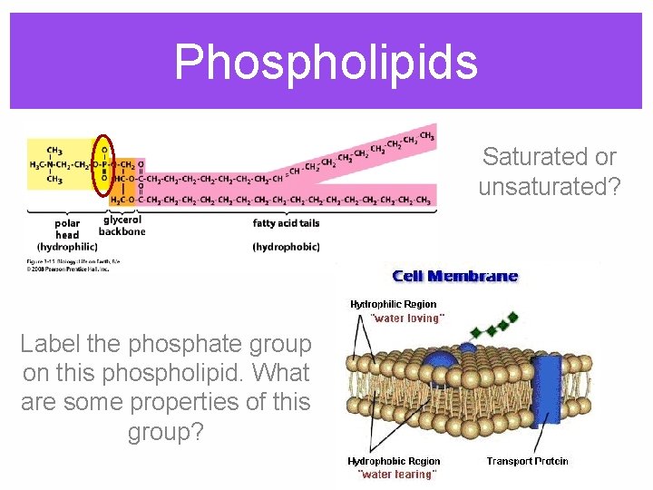 Phospholipids Saturated or unsaturated? Label the phosphate group on this phospholipid. What are some