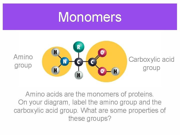 Monomers Amino group Carboxylic acid group Amino acids are the monomers of proteins. On