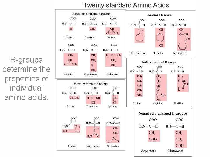 R-groups determine the properties of individual amino acids. 