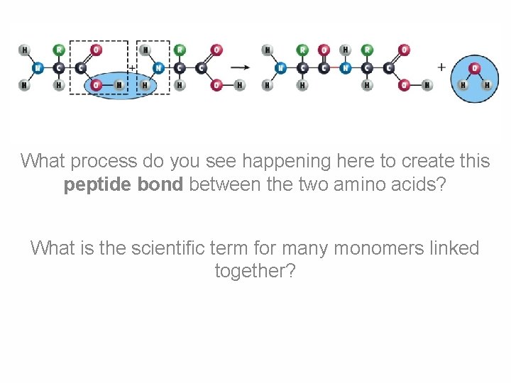 What process do you see happening here to create this peptide bond between the