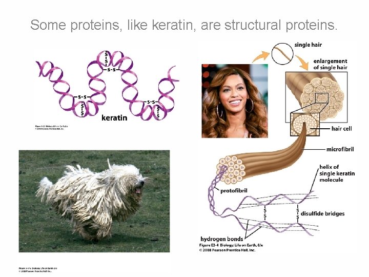 Some proteins, like keratin, are structural proteins. 