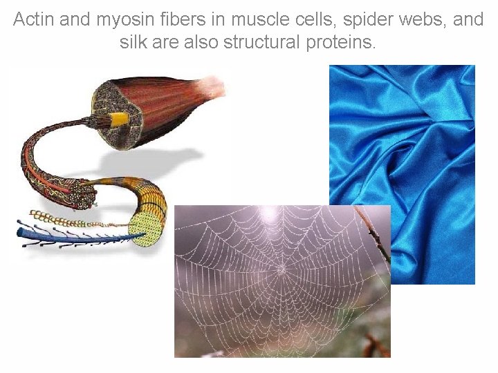 Actin and myosin fibers in muscle cells, spider webs, and silk are also structural