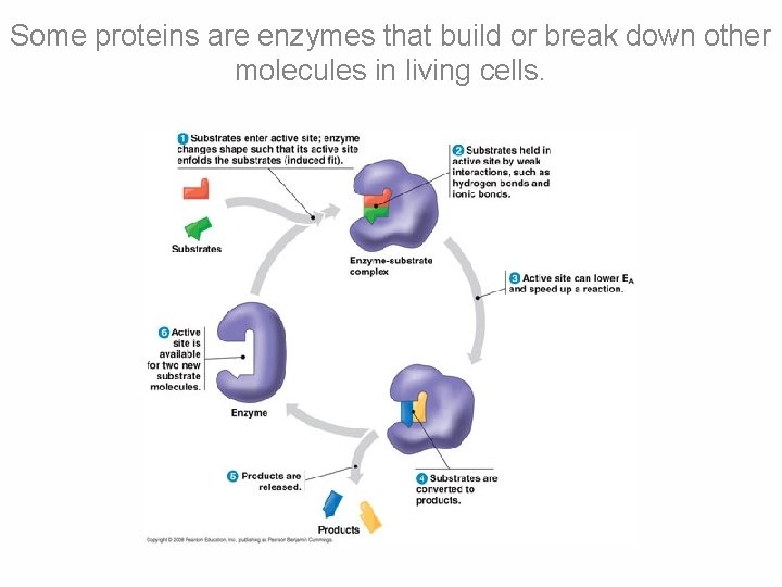 Some proteins are enzymes that build or break down other molecules in living cells.