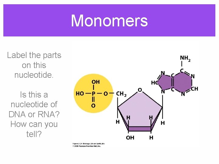 Monomers Label the parts on this nucleotide. Is this a nucleotide of DNA or