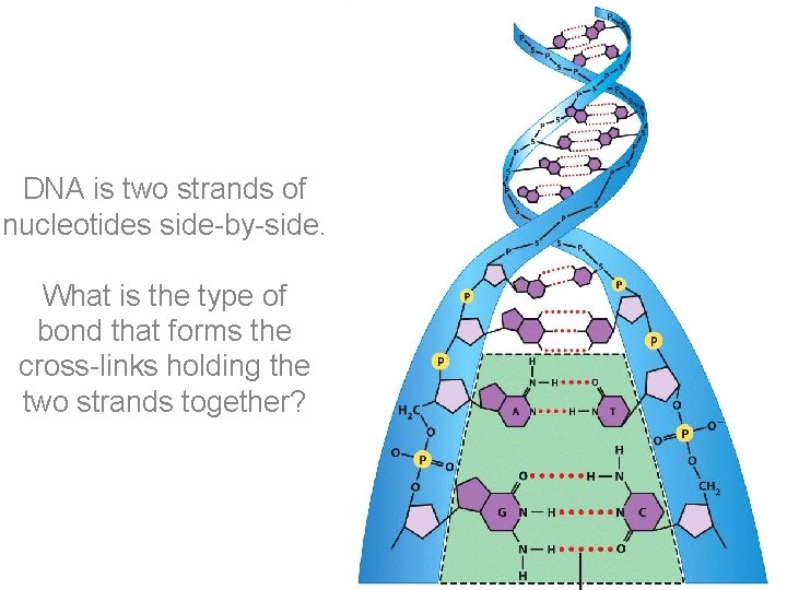 DNA is two strands of nucleotides side-by-side. What is the type of bond that