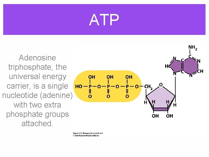 ATP Adenosine triphosphate, the universal energy carrier, is a single nucleotide (adenine) with two