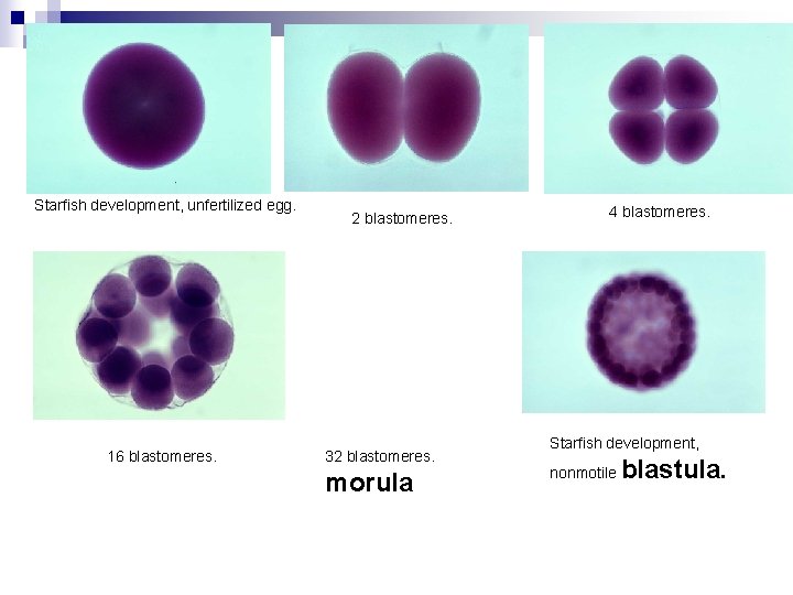 Starfish development, unfertilized egg. 16 blastomeres. 2 blastomeres. 32 blastomeres. morula 4 blastomeres. Starfish