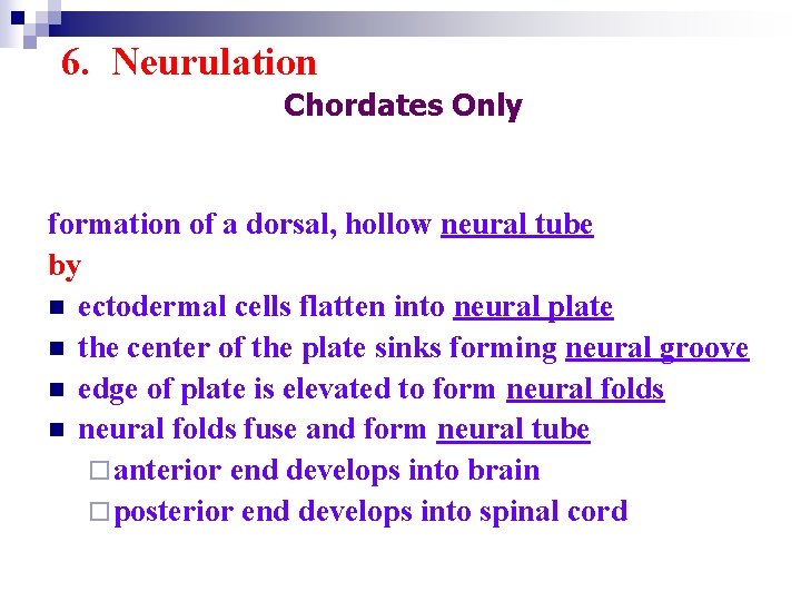 6. Neurulation Chordates Only formation of a dorsal, hollow neural tube by n ectodermal