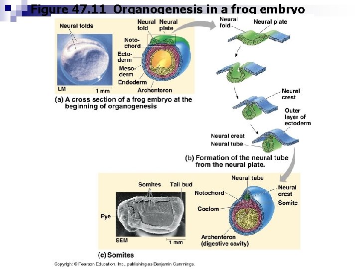 Figure 47. 11 Organogenesis in a frog embryo 