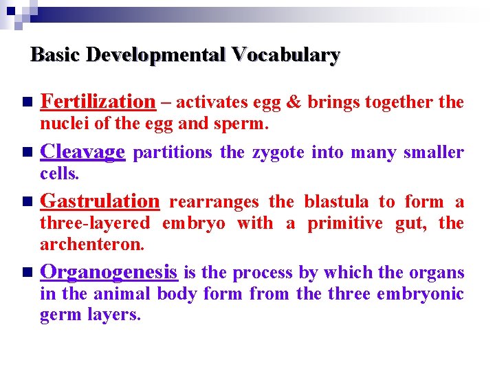 Basic Developmental Vocabulary n Fertilization – activates egg & brings together the nuclei of