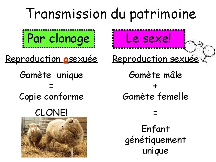 Transmission du patrimoine Par clonage Le sexe! Reproduction asexuée Reproduction sexuée Gamète unique =