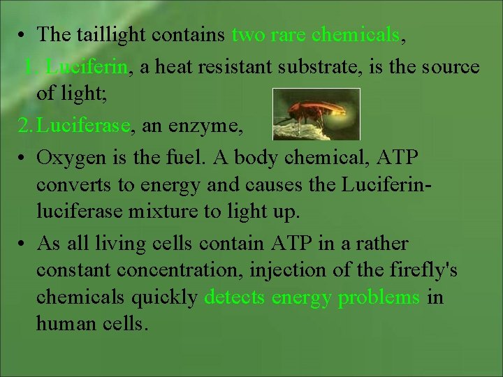  • The taillight contains two rare chemicals, 1. Luciferin, a heat resistant substrate,