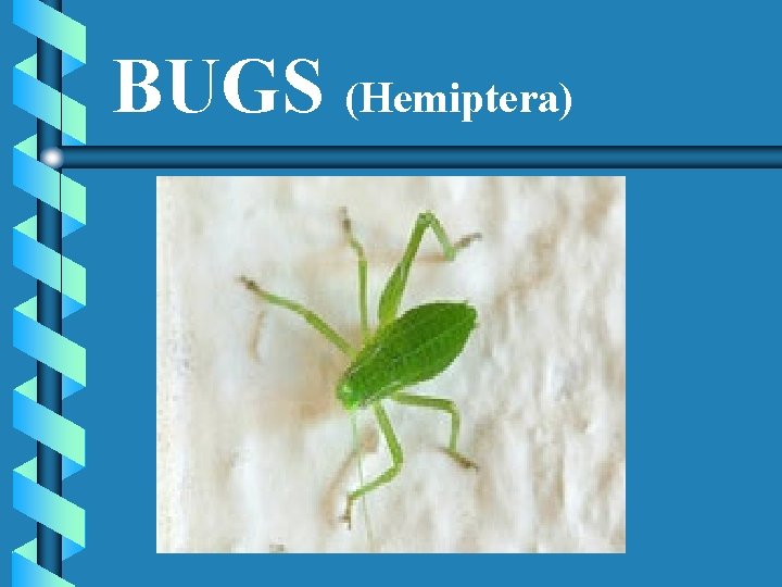 BUGS (Hemiptera) 