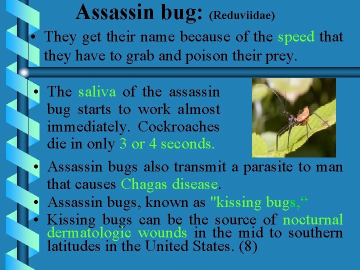 Assassin bug: (Reduviidae) • They get their name because of the speed that they