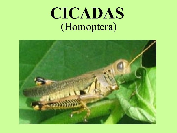 CICADAS (Homoptera) 