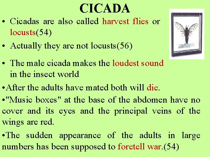 CICADA • Cicadas are also called harvest flies or locusts(54) • Actually they are