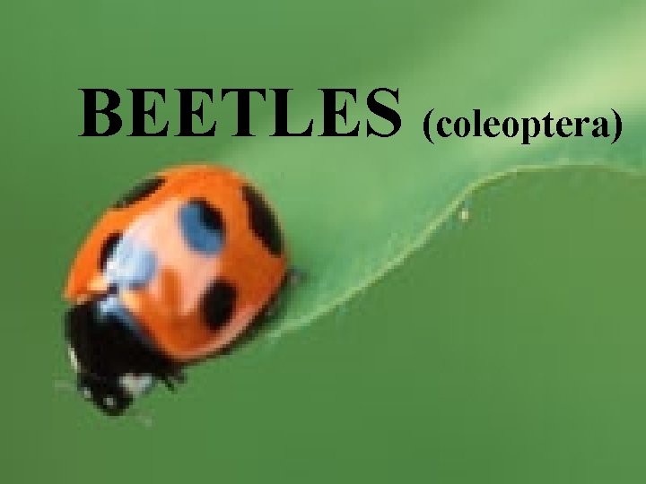 BEETLES (coleoptera) 