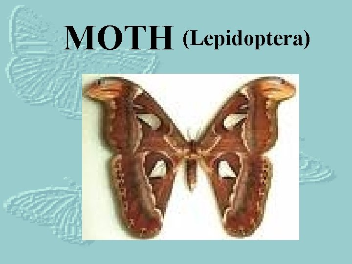 MOTH (Lepidoptera) 