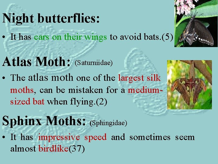 Night butterflies: • It has ears on their wings to avoid bats. (5) Atlas