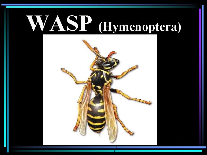 WASP (Hymenoptera) 