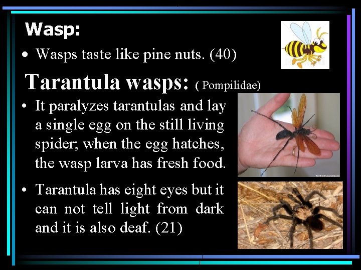 Wasp: Wasps taste like pine nuts. (40) Tarantula wasps: ( Pompilidae) • It paralyzes