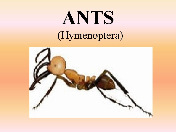 ANTS (Hymenoptera) 