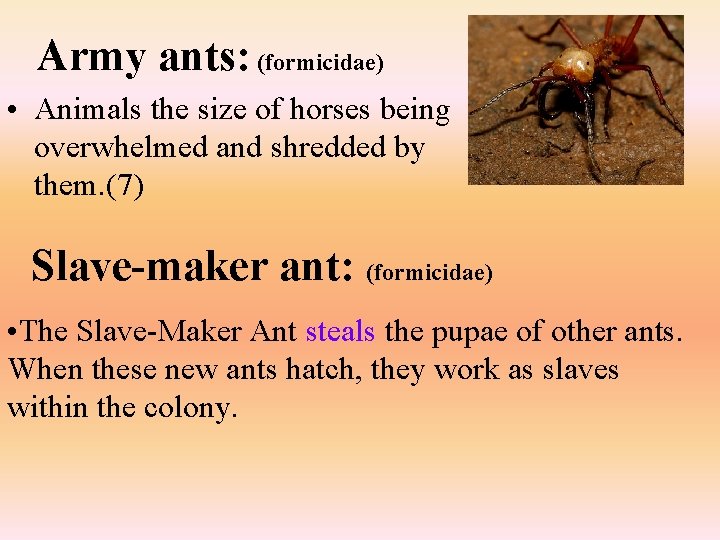  Army ants: (formicidae) • Animals the size of horses being overwhelmed and shredded